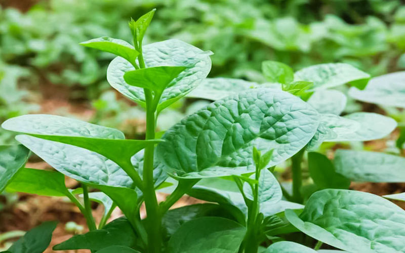 Lựa chọn loại rau phù hợp để trồng ngay tại nhà
