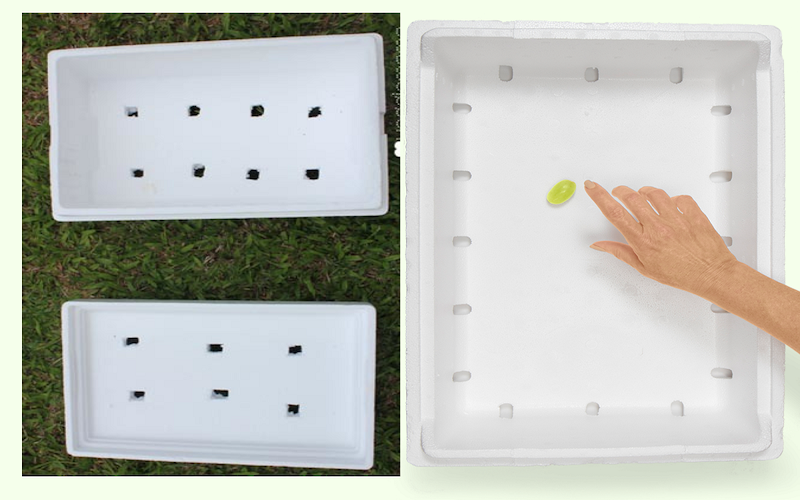 Chọn chậu hoặc thùng xốp phù hợp để trồng rau tại nhà
