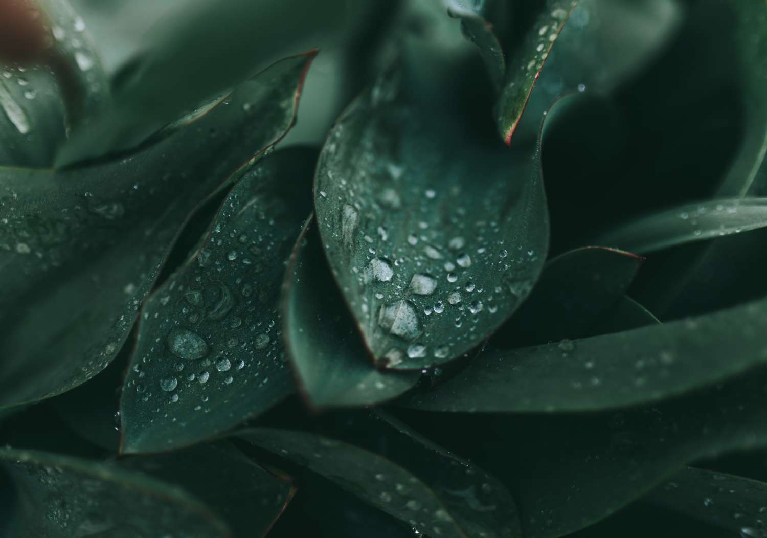 Sống Việt Nam - Nơi trái tim ta thuộc về 234 cole keister 8V1gfeaPP1Y unsplash