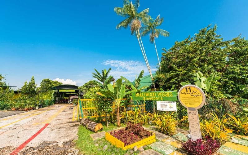 3 điểm đến bí ẩn cho hành trình khám phá Singapore đầu năm mới 48 Bollywood Farms - “Vùng quê” hiếm hoi giữa đảo quốc