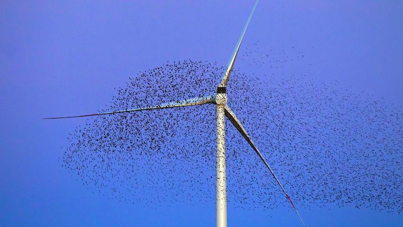 Vai trò của năng lượng gió trong quá trình giảm phát thải, hướng đến Net Zero 49 Tua-bin gió có thể ảnh hưởng đến chim, cần giải pháp giảm tác động